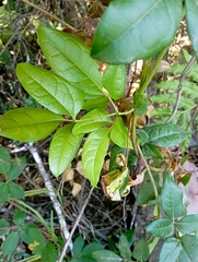 Lardizabala biternata