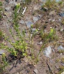 Erigeron strigosus strigosus