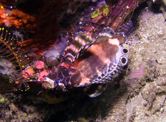 Dendrochirus biocellatus