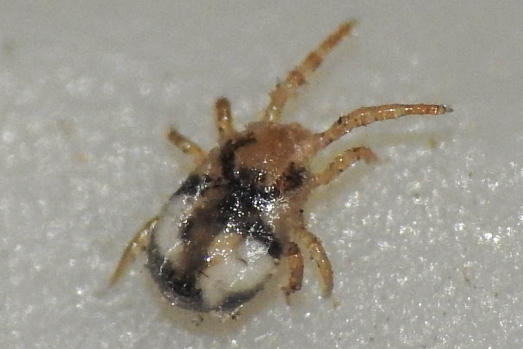Dermanyssidae