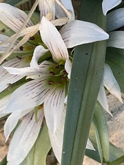 Colchicum palaestinum