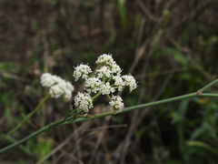 Seseli montanum