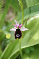 Ophrys bertolonii