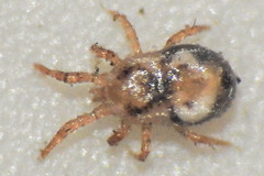 Dermanyssus gallinae