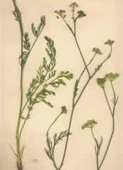 Seseli montanum