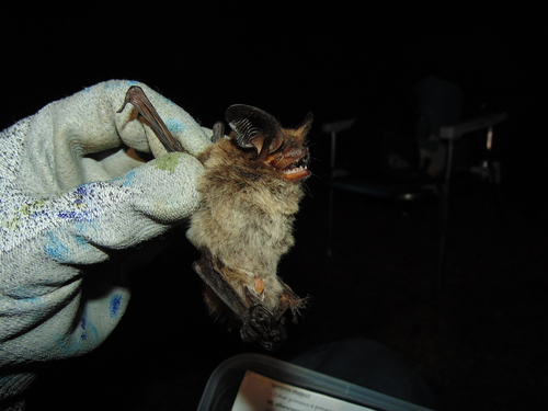 Small Big-eared Brown Bat