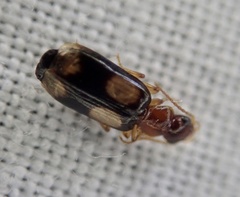 Dromius quadrimaculatus