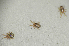 Dermanyssus gallinae