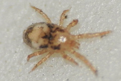 Dermanyssus gallinae