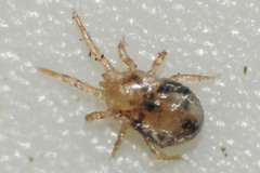 Dermanyssus gallinae