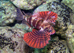 Dendrochirus brachypterus