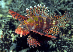 Dendrochirus brachypterus