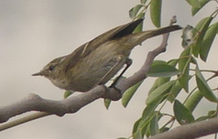Phylloscopus trochiloides