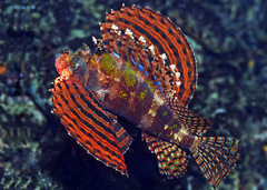 Dendrochirus brachypterus