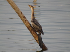 Microcarbo africanus