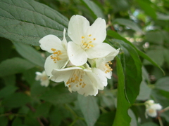 Philadelphus coronarius