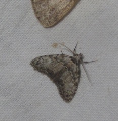 Meganola strigula