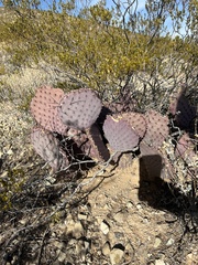 Opuntia azurea