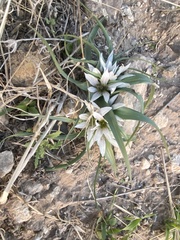 Colchicum palaestinum