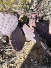Opuntia azurea