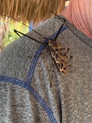 Acrocinus longimanus