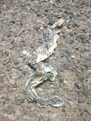 Philodryas chamissonis