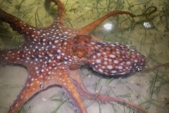 Callistoctopus dierythraeus