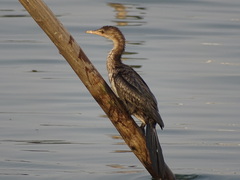 Microcarbo africanus