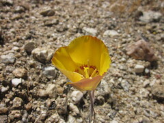 Calochortus concolor
