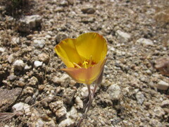 Calochortus concolor