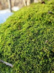 Pseudanomodon attenuatus