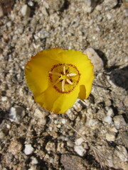Calochortus concolor