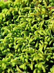 Pseudanomodon attenuatus