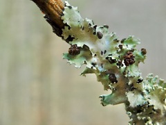 Tremella parmeliarum