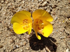 Calochortus concolor