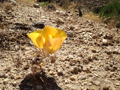 Calochortus concolor