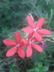 Oxypetalum coccineum