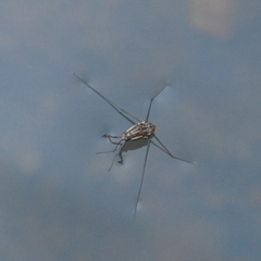 Trepobatinae