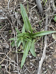 Dudleya lanceolata
