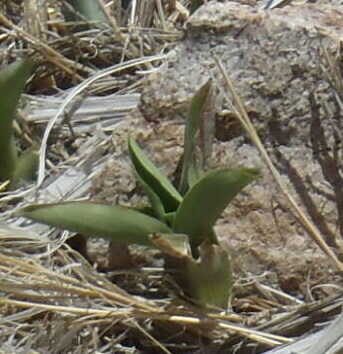 Tradescantia brevifolia, photograph 6