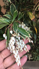 Pieris japonica