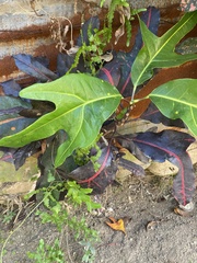 Codiaeum variegatum