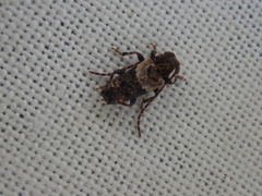 Pogonocherus hispidus