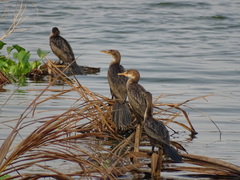 Microcarbo africanus