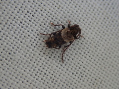 Pogonocherus hispidus