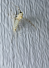 Maccaffertium modestum