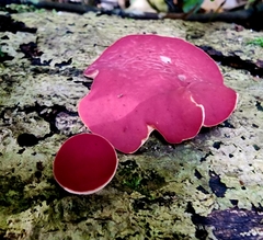 Phillipsia subpurpurea