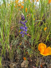 Lupinus sparsiflorus