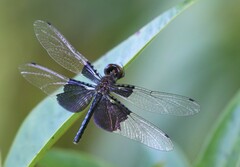 Rhyothemis triangularis