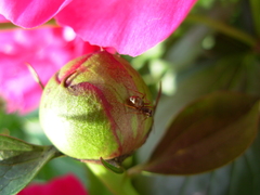 Camponotus subbarbatus